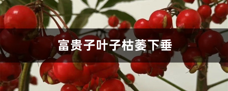 富贵子叶子枯萎下垂如何办