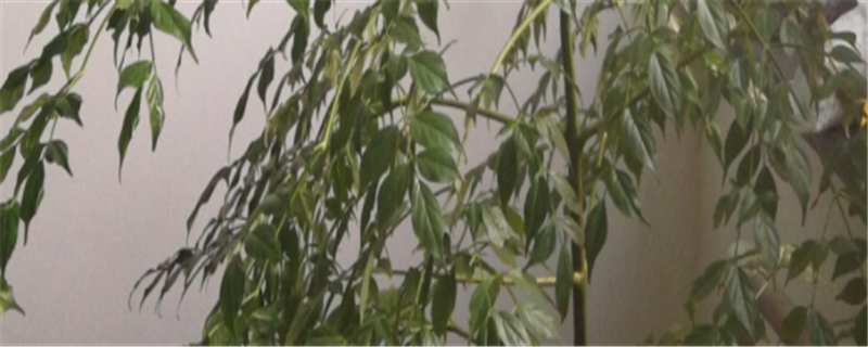 幌伞枫为何会掉叶