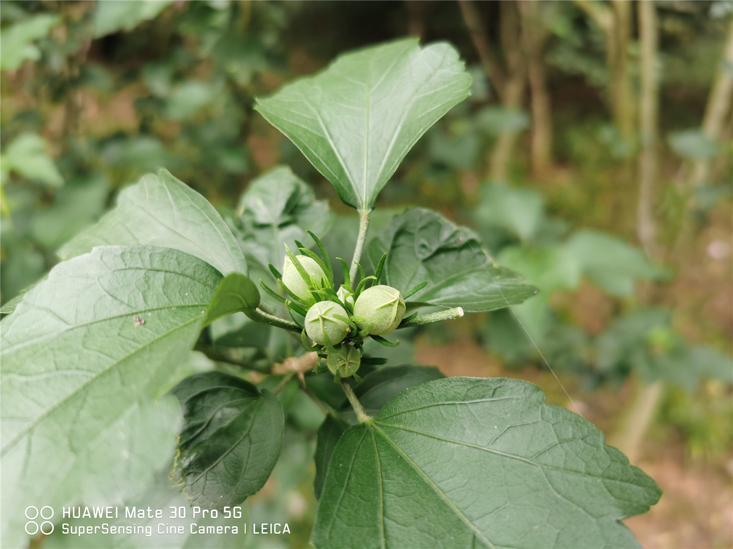 木槿花叶子蔫了有救吗