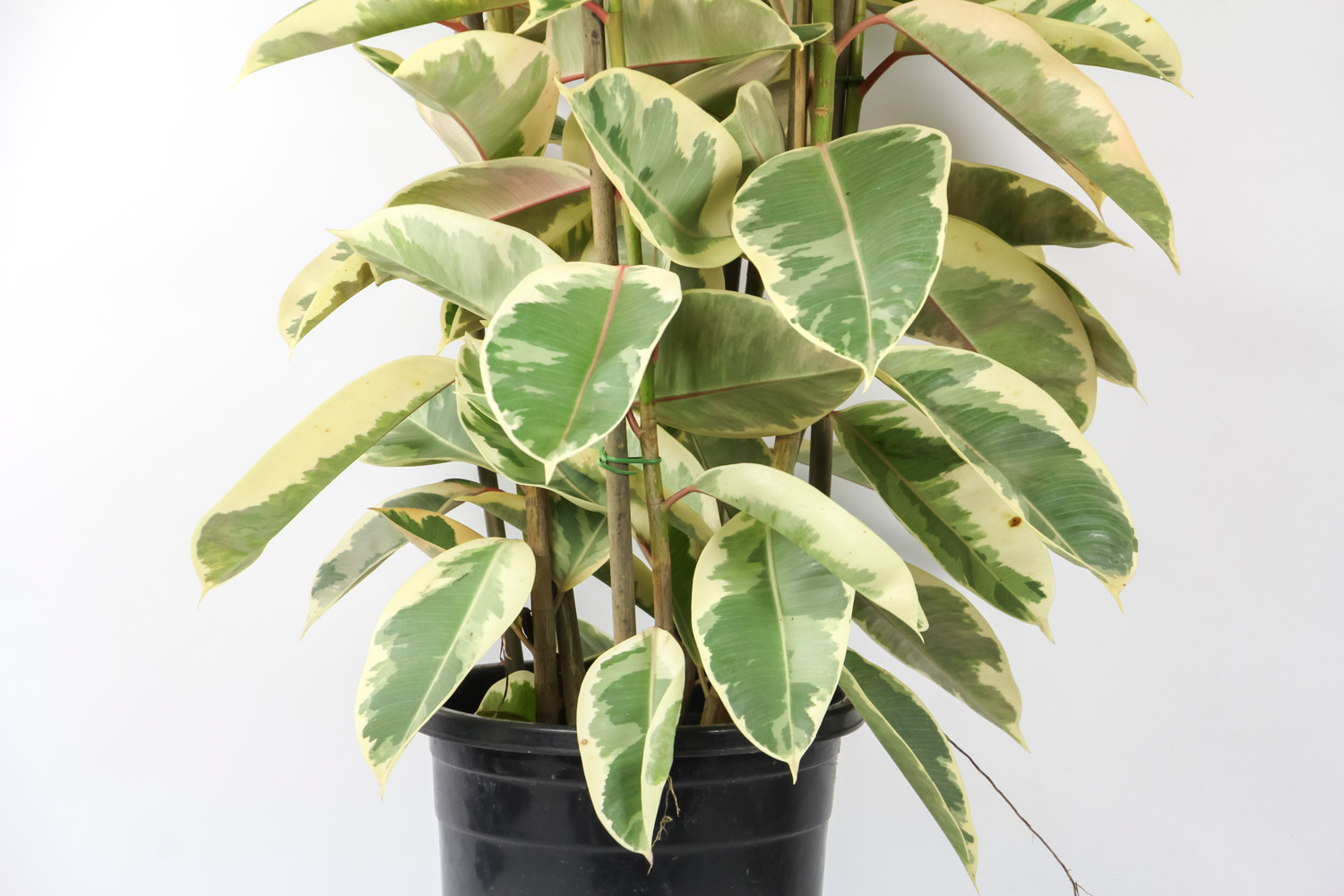 橡皮树落叶是什么原因