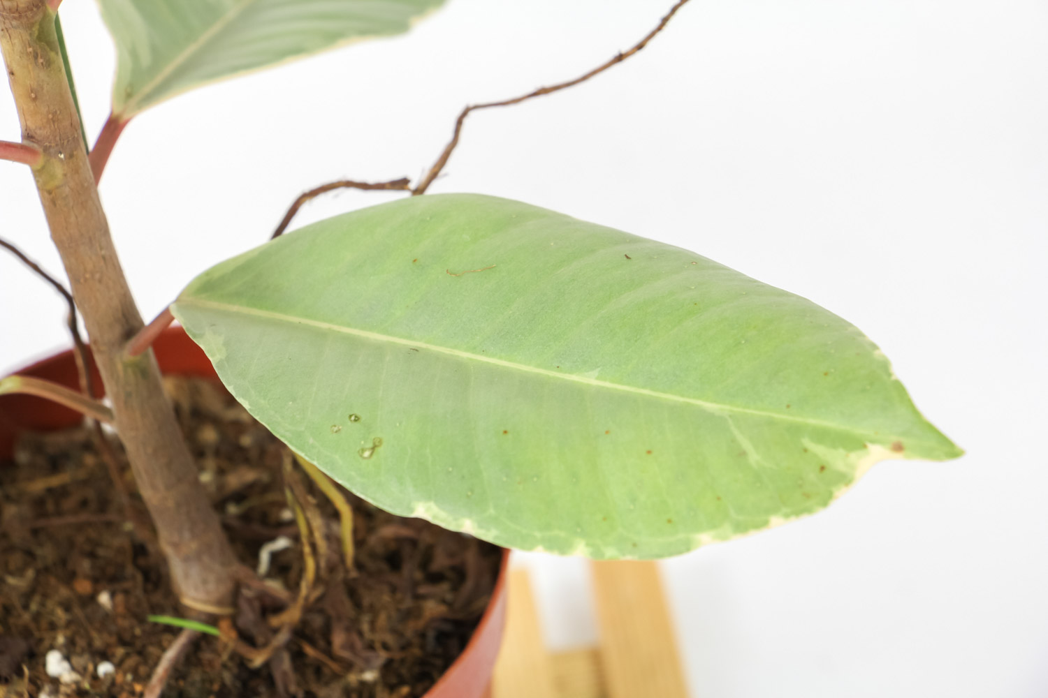 橡皮树落叶是什么原因