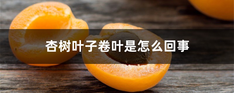 杏树叶子卷叶是如何回事