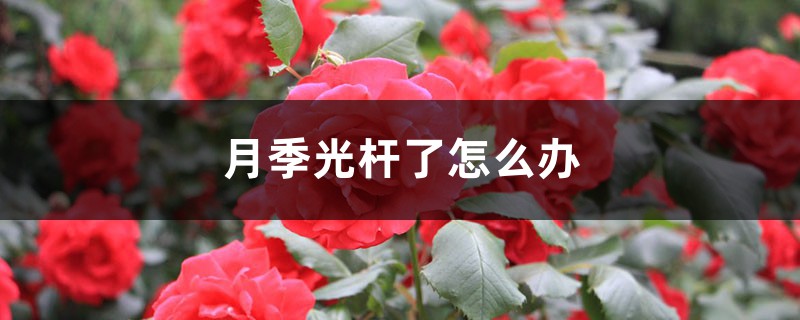 月季光杆了如何办