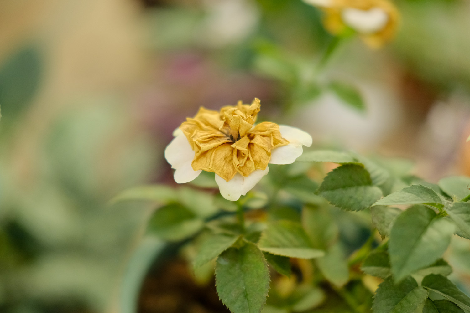 月季光杆了如何办