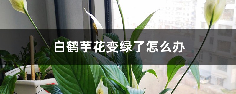 白鹤芋花变绿了如何办