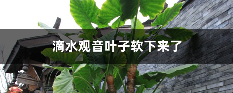 滴水观音叶子软下来了如何办