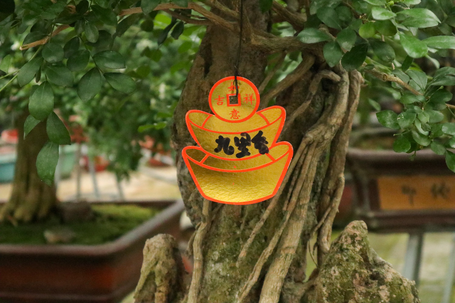 盆栽九里香为何不开花