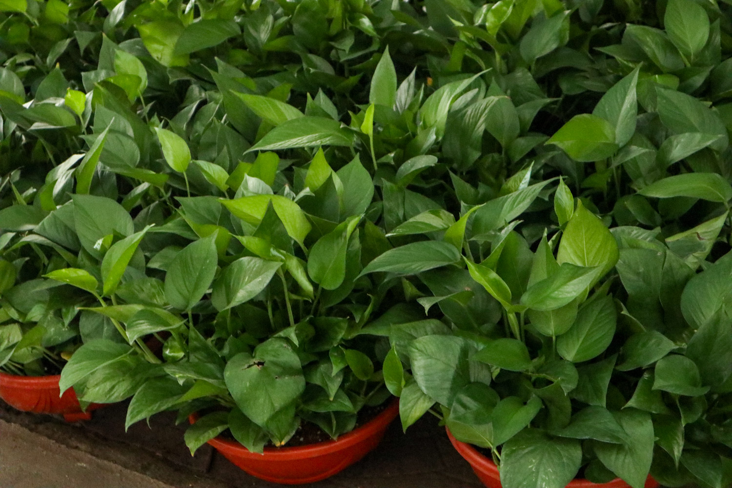 绿萝烂叶子是什么原因