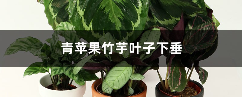 青苹果竹芋叶子下垂如何办