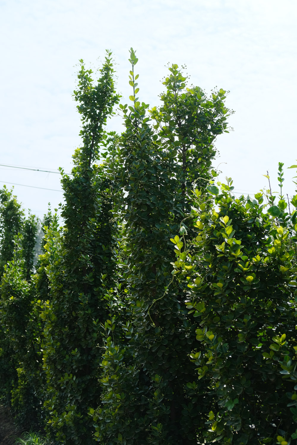 黄杨 黄杨叶子干枯还能活吗