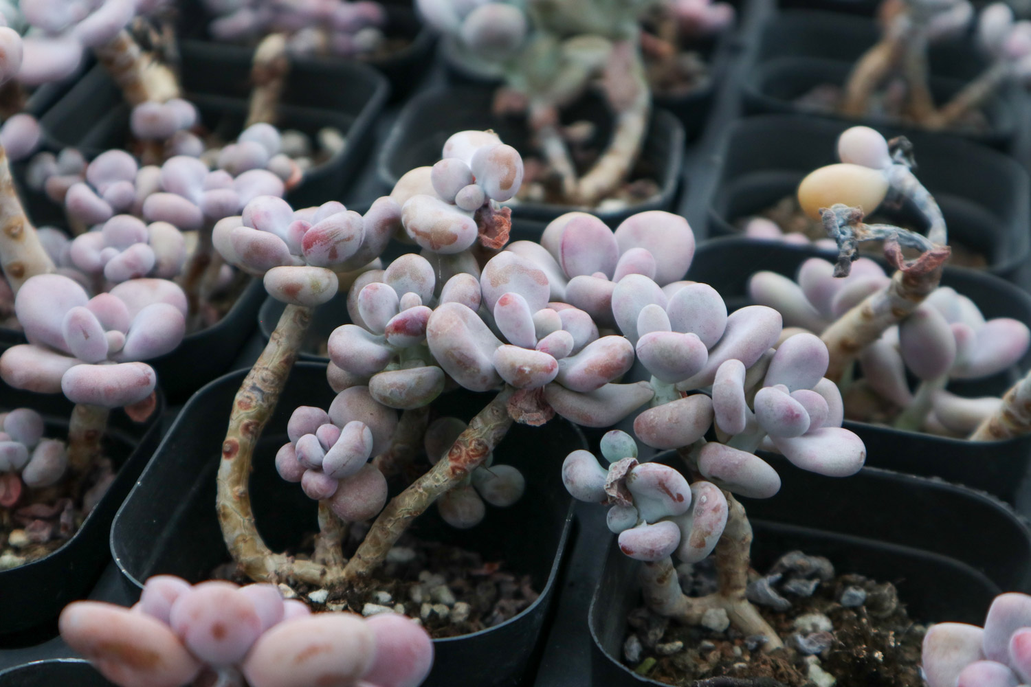 桃蛋叶子化水抢救