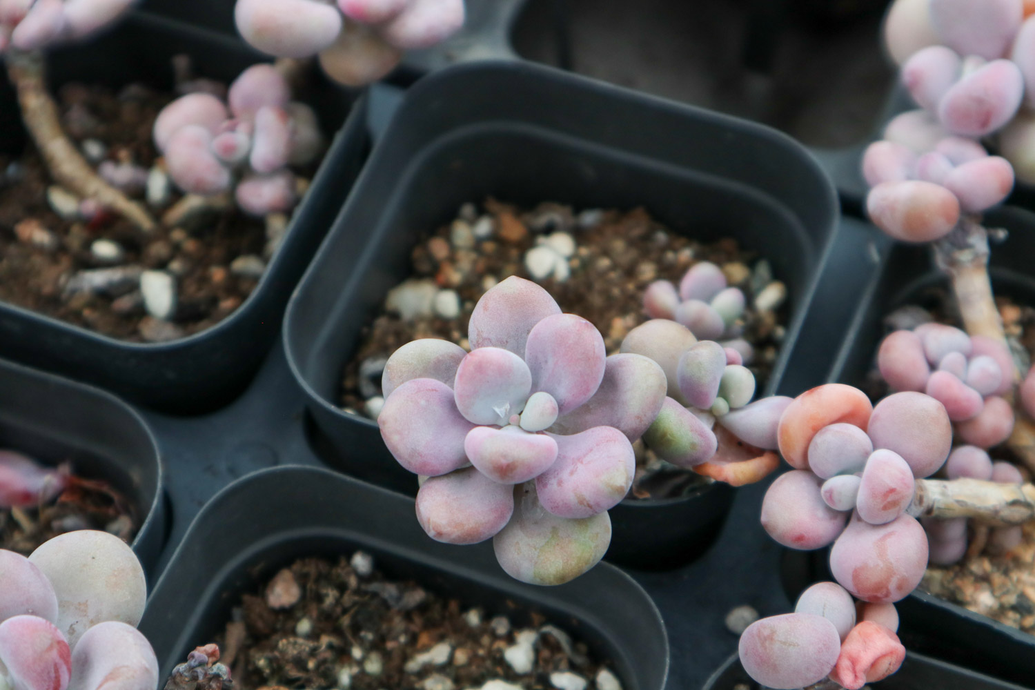 桃蛋叶子化水抢救