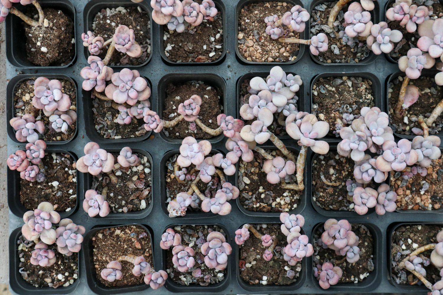 桃蛋叶子化水抢救