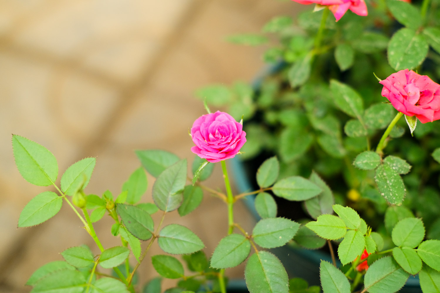 月季烂根如何补救