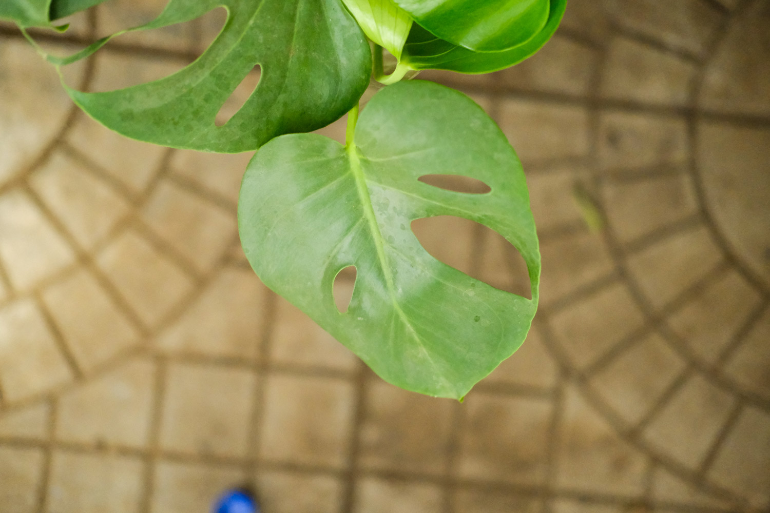 龟背竹为何不开花