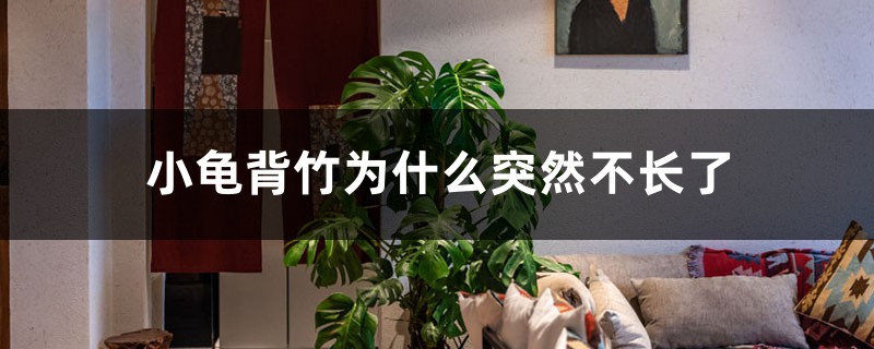 小龟背竹为何突然不长了