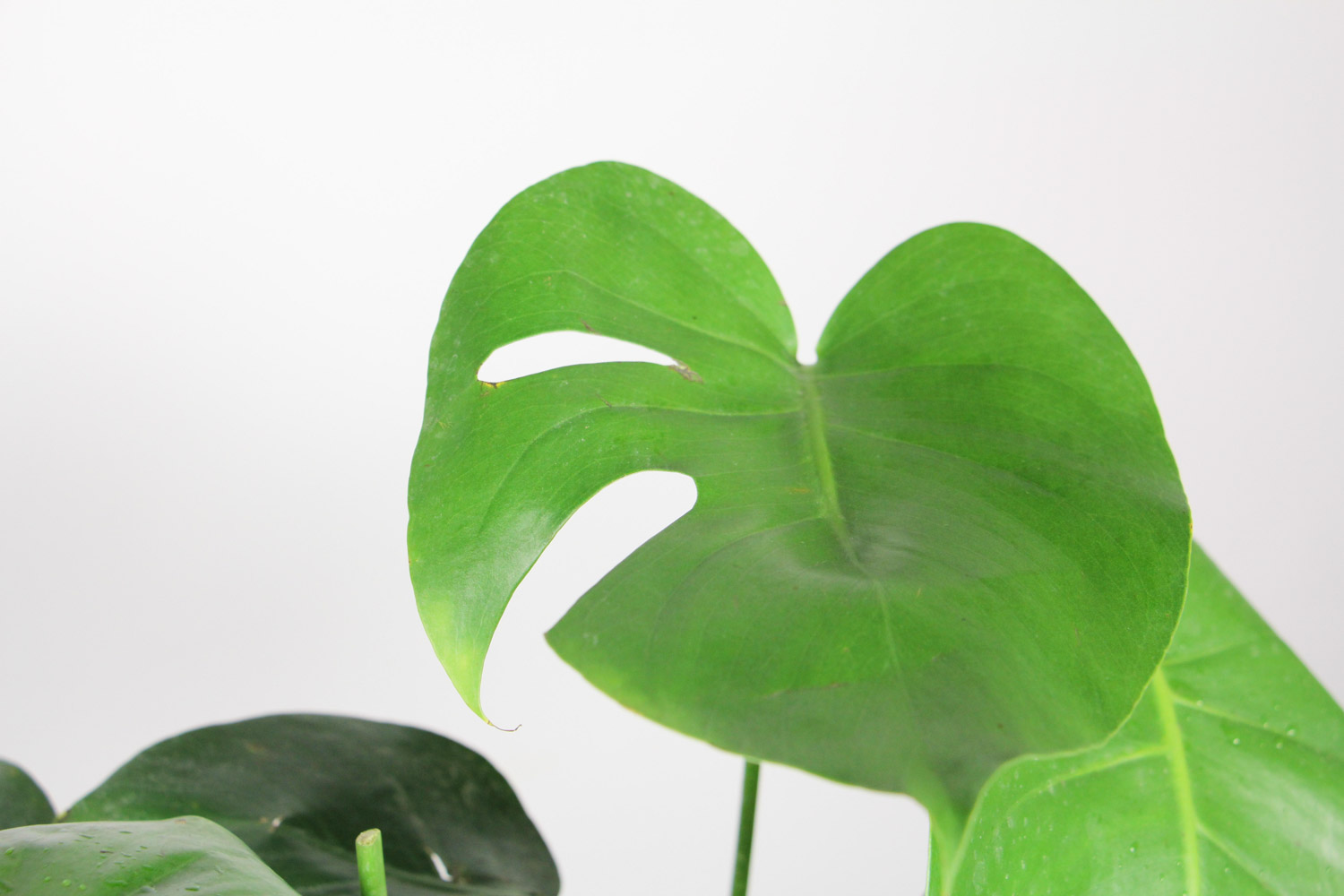 小龟背竹为何突然不长了