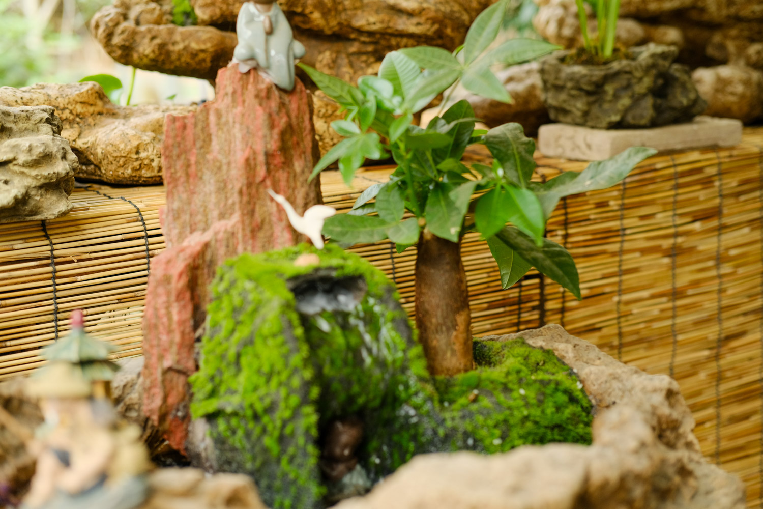 发财树树皮腐烂割掉吗，树皮没了会自己修复吗