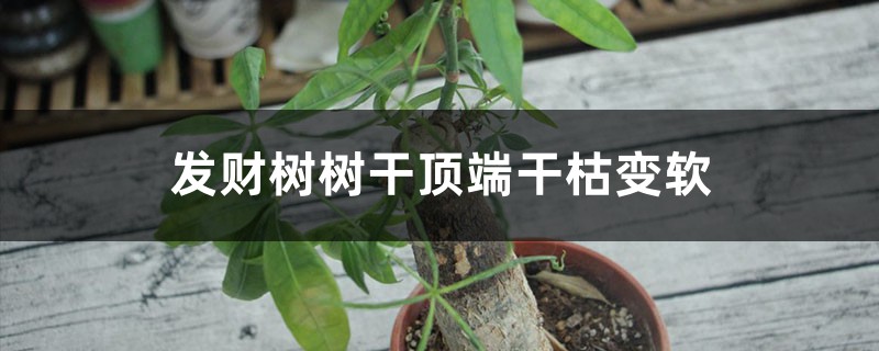 发财树树干顶端干枯变软如何办，可以锯掉吗