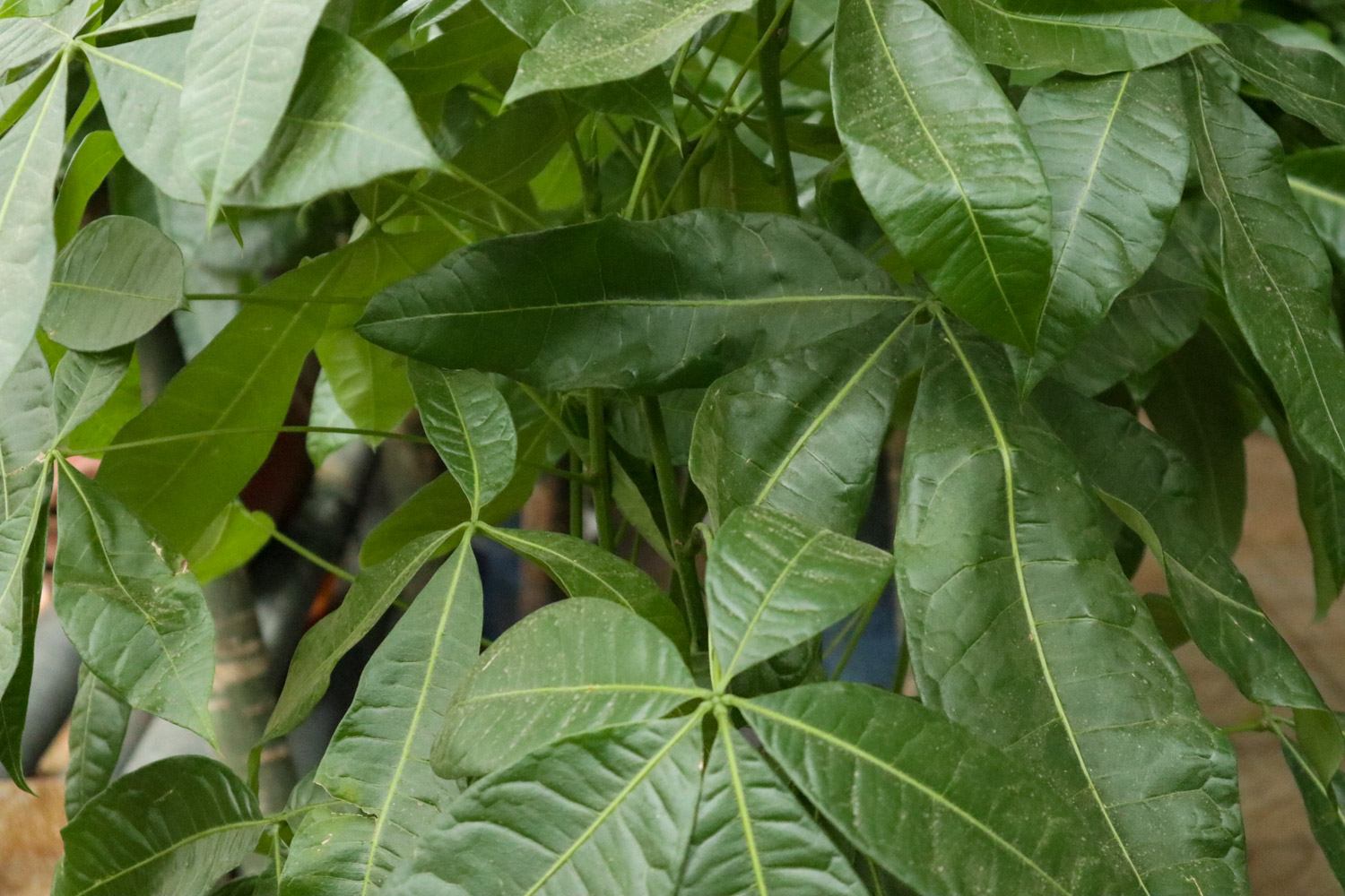 发财树树干顶端干枯变软如何办，可以锯掉吗