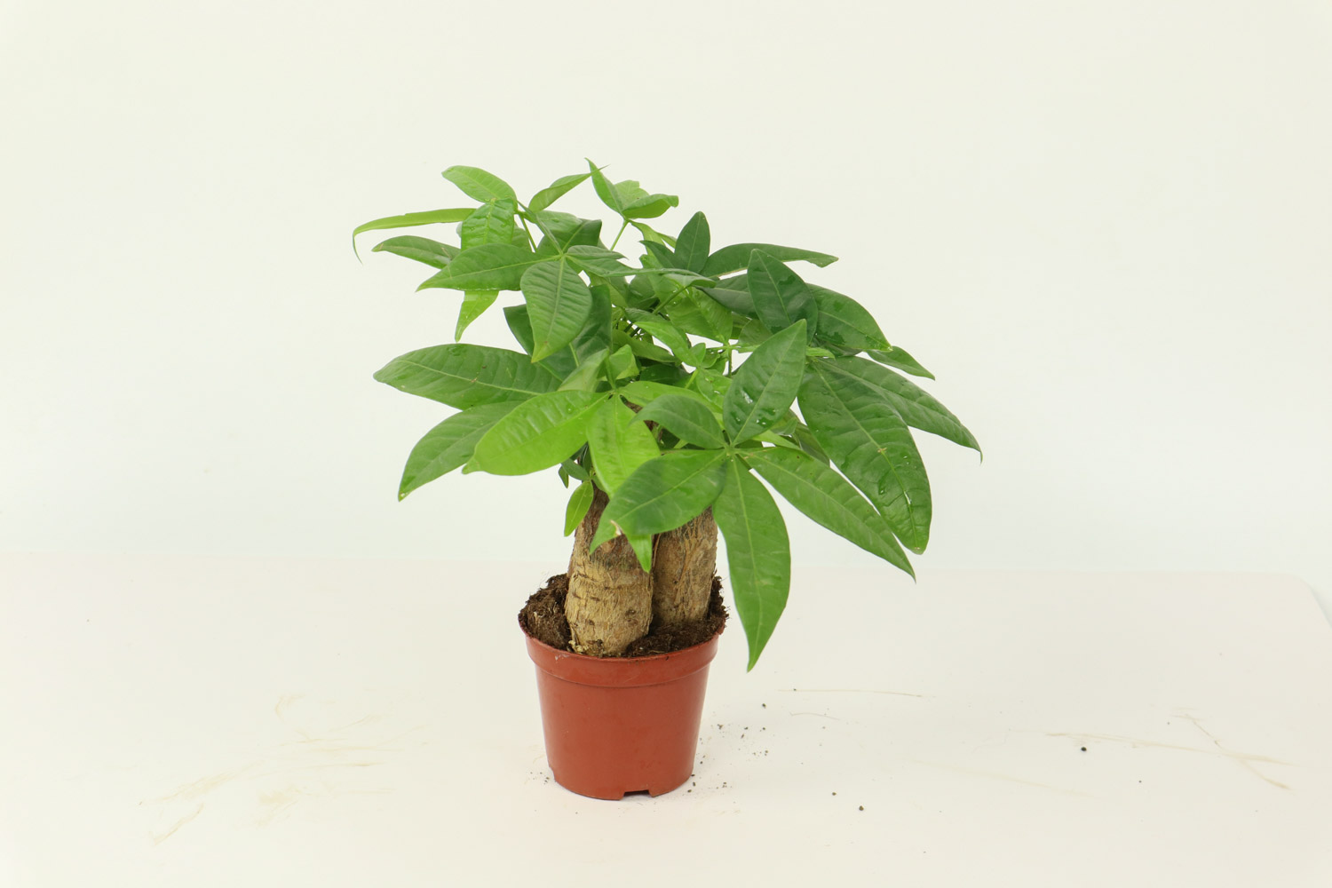 发财树树干腐烂一半如何办，树干腐烂如何救活