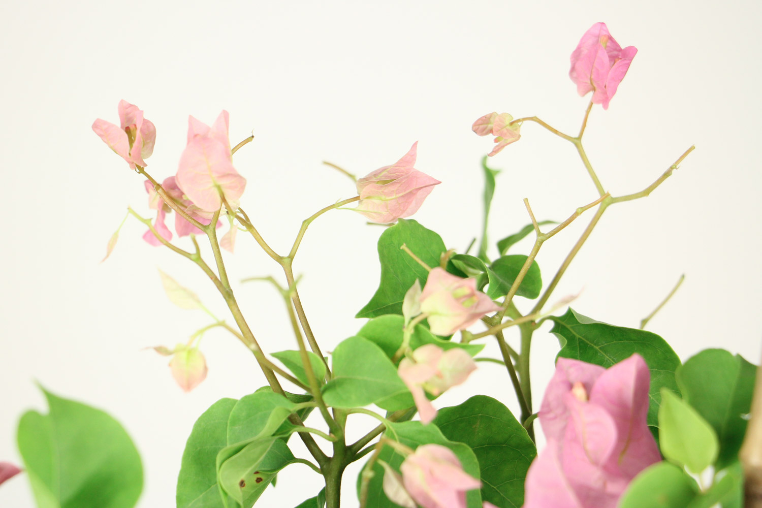 三角梅 三角梅不开花如何办