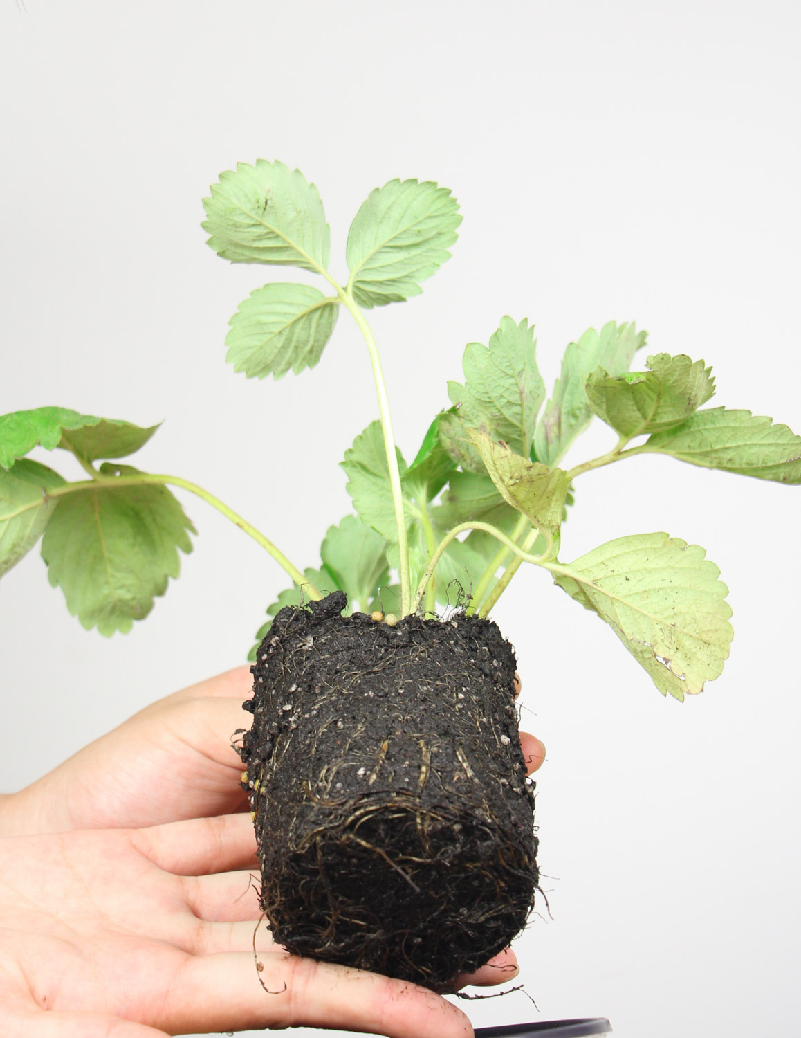 三角梅 三角梅不开花如何办