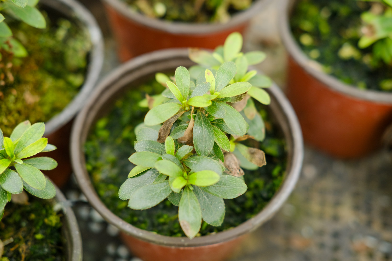 杜鹃花叶子干枯一碰就掉如何办