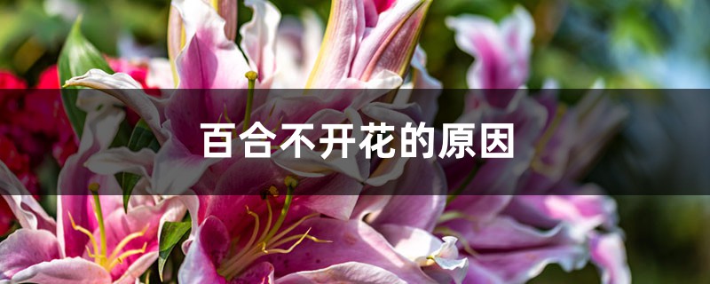 百合不开花的原因，不开花如何办