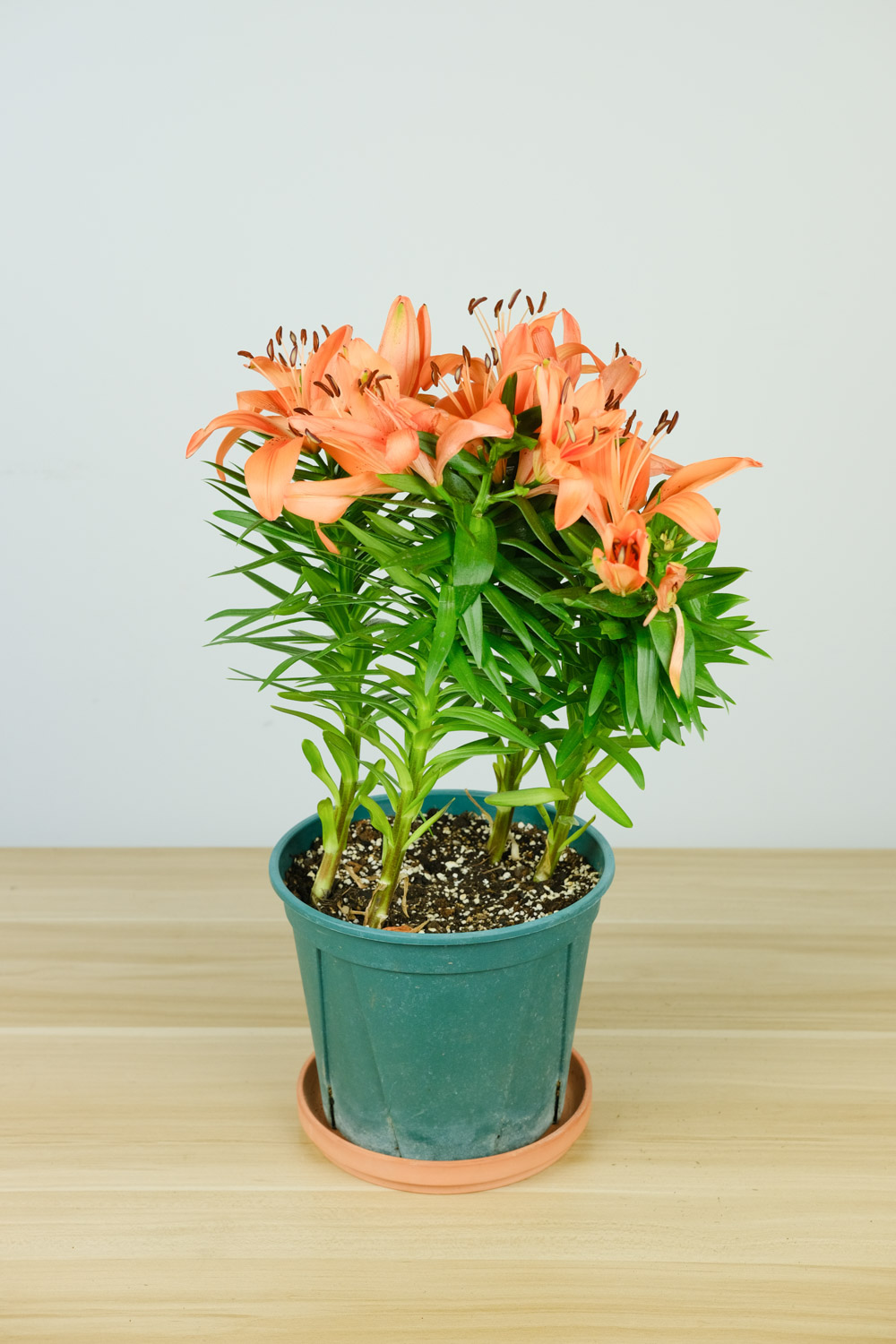 百合不开花的原因，不开花如何办