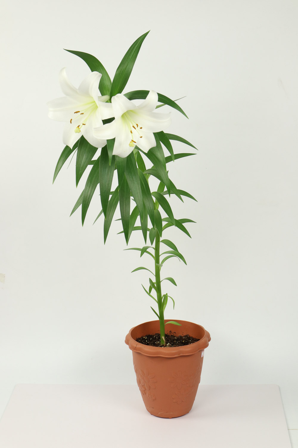 百合不开花的原因，不开花如何办