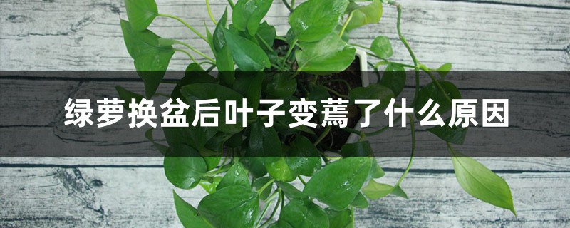 绿萝换盆后叶子变蔫了什么原因，如何办