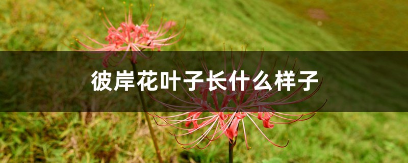 彼岸花叶子长什么样子，彼岸花叶子黄了如何办