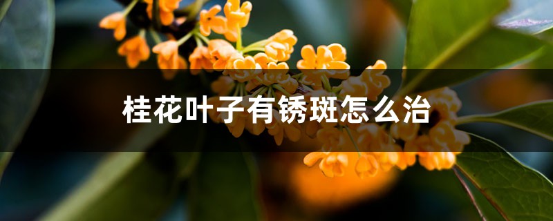 桂花叶子有锈斑如何治，干枯如何急救
