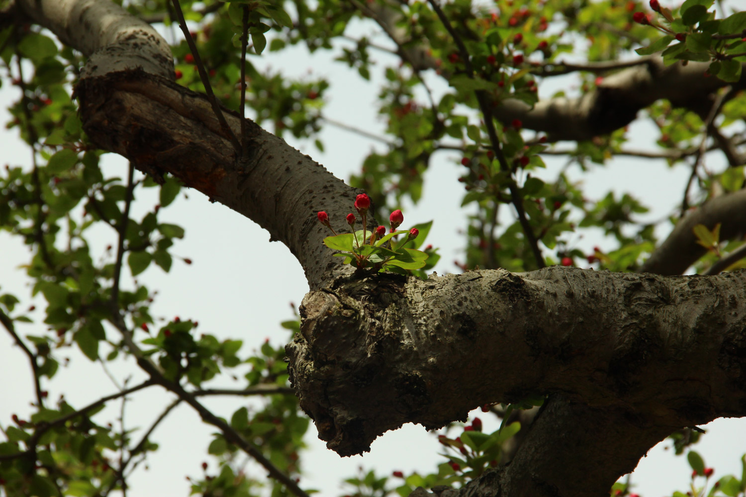 桂花叶子有锈斑如何治，干枯如何急救