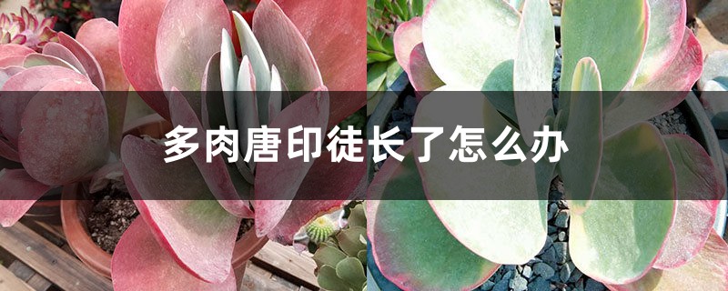 多肉唐印徒长了如何办，如何预防徒长
