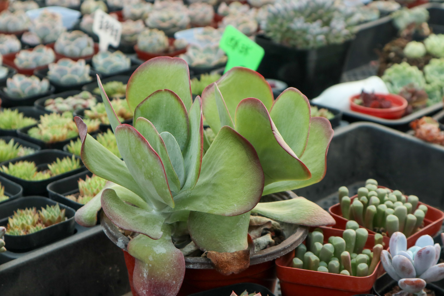 多肉唐印徒长了如何办，如何预防徒长