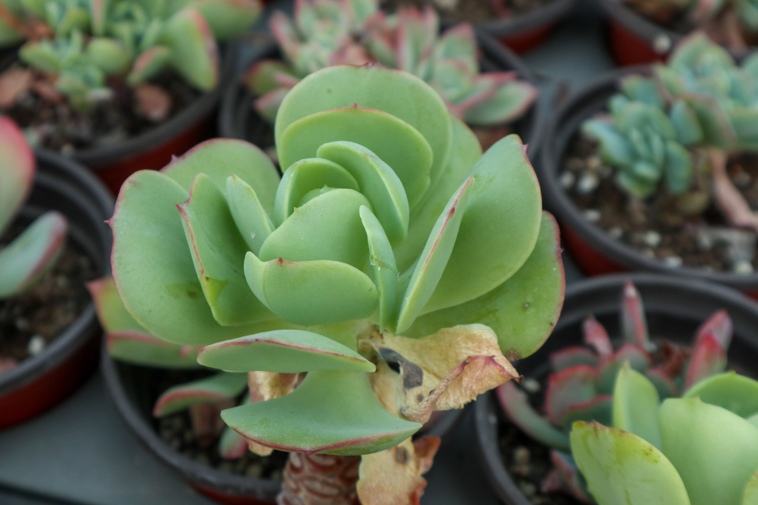 多肉唐印徒长了如何办，如何预防徒长