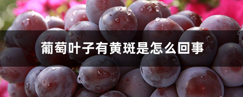 葡萄叶子有黄斑是如何回事，叶子发黄如何治