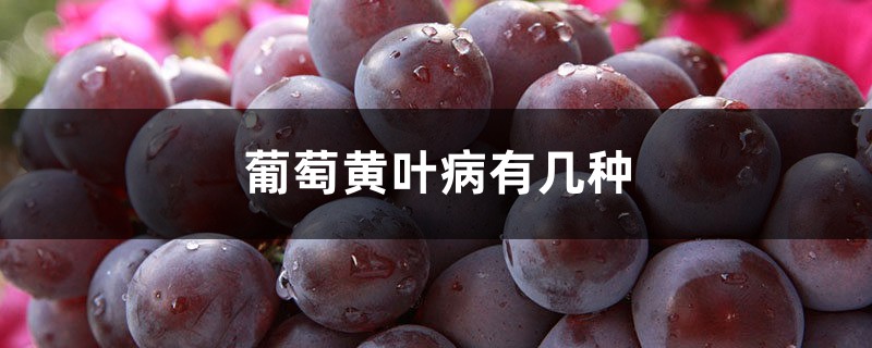 葡萄黄叶病有几种，治疗办法