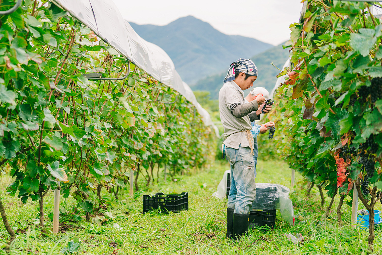 葡萄黄叶病有几种，治疗办法