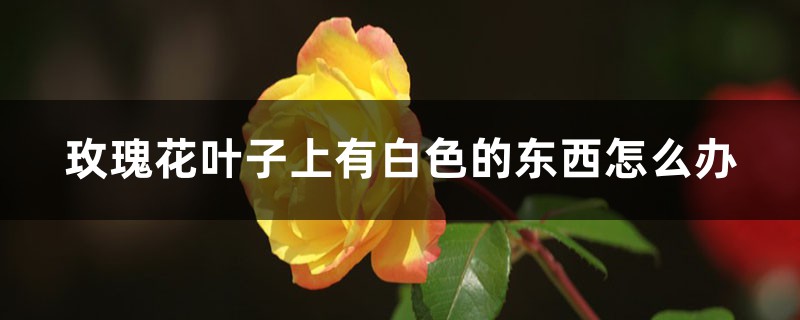玫瑰花叶子上有白色的东西如何办，长白色的毛是如何回事