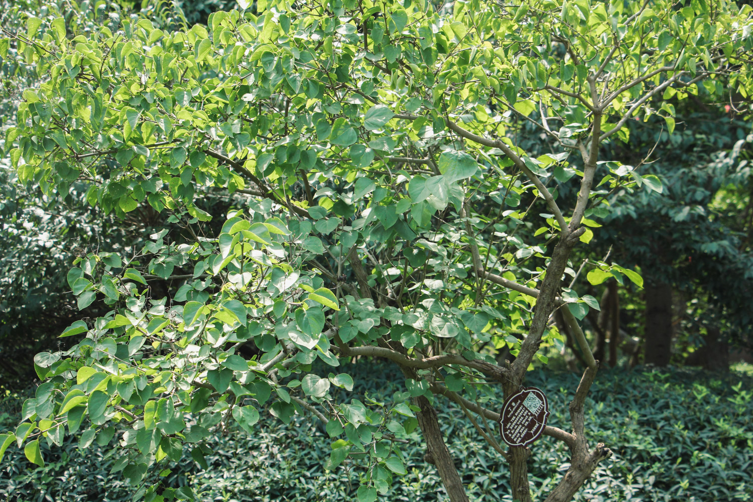 丁香花叶子发蔫如何回事，叶子发蔫如何办