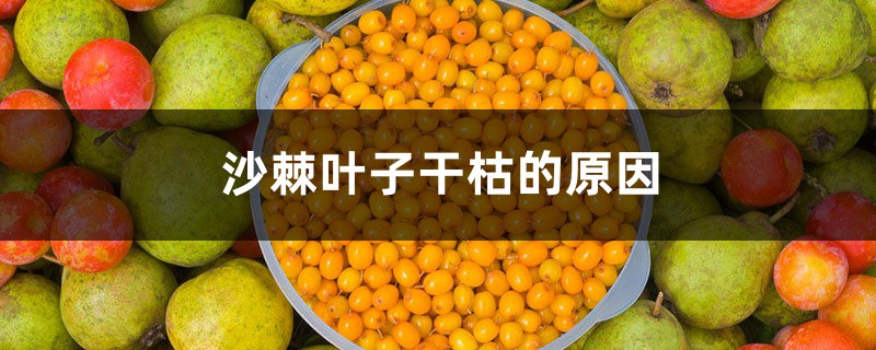 沙棘叶子干枯的原因，沙棘盆景为何叶子蔫了