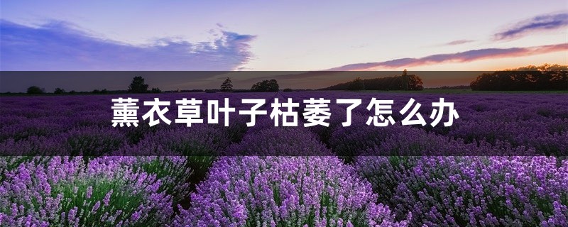 薰衣草叶子枯萎了如何办，薰衣草叶子干枯