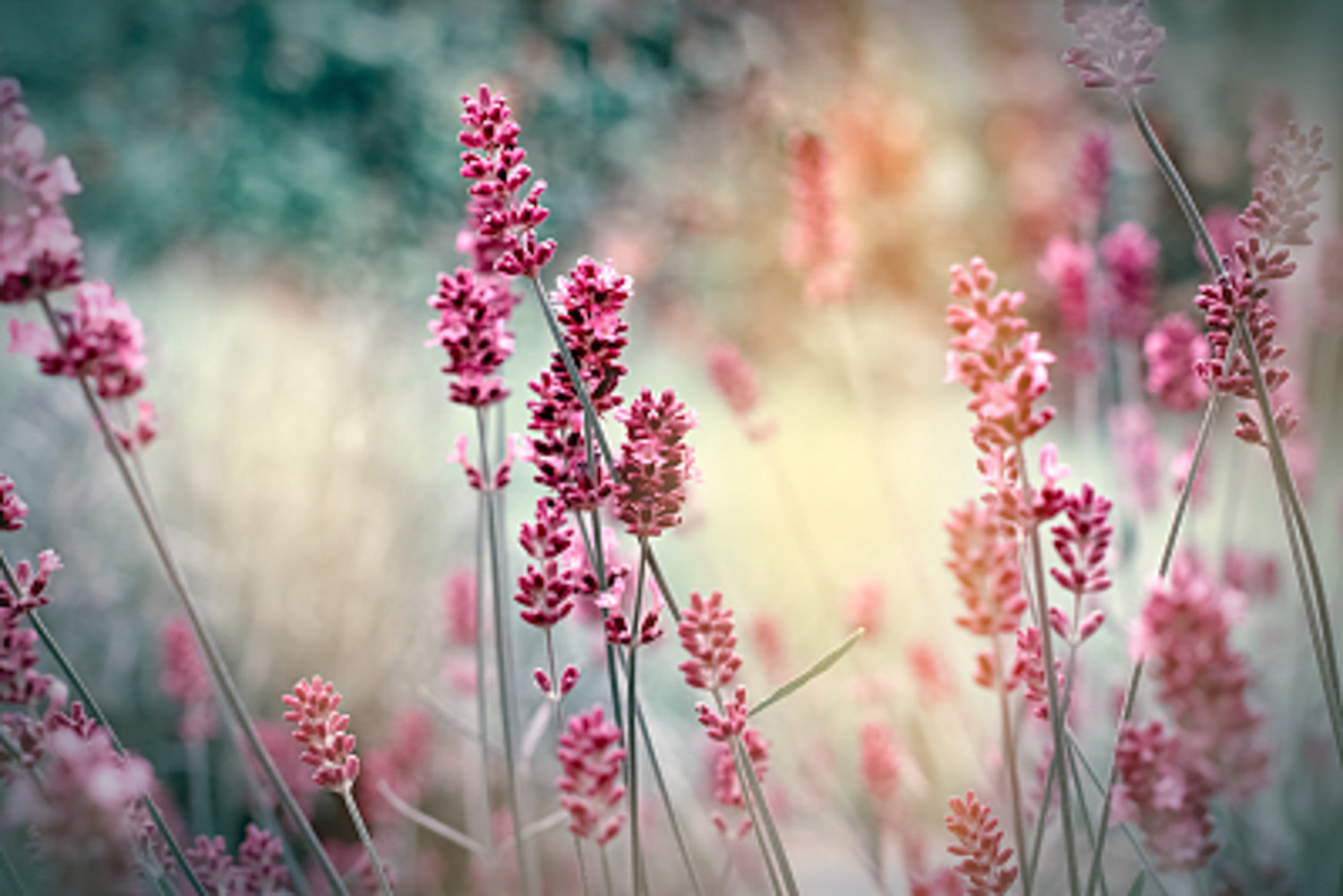薰衣草叶子枯萎了如何办，薰衣草叶子干枯