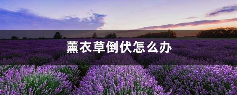 薰衣草倒伏如何办，薰衣草垂头的原因