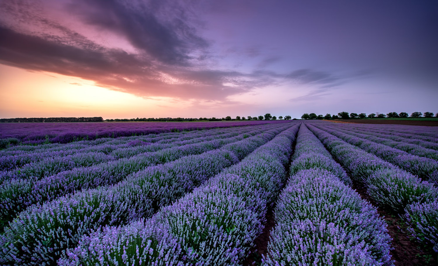薰衣草倒伏如何办，薰衣草垂头的原因
