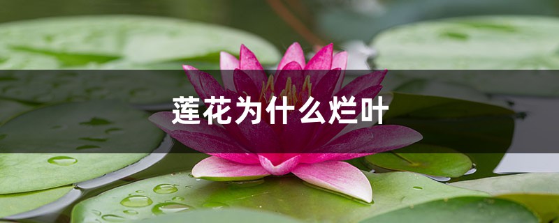 莲花为何烂叶，烂叶如何办