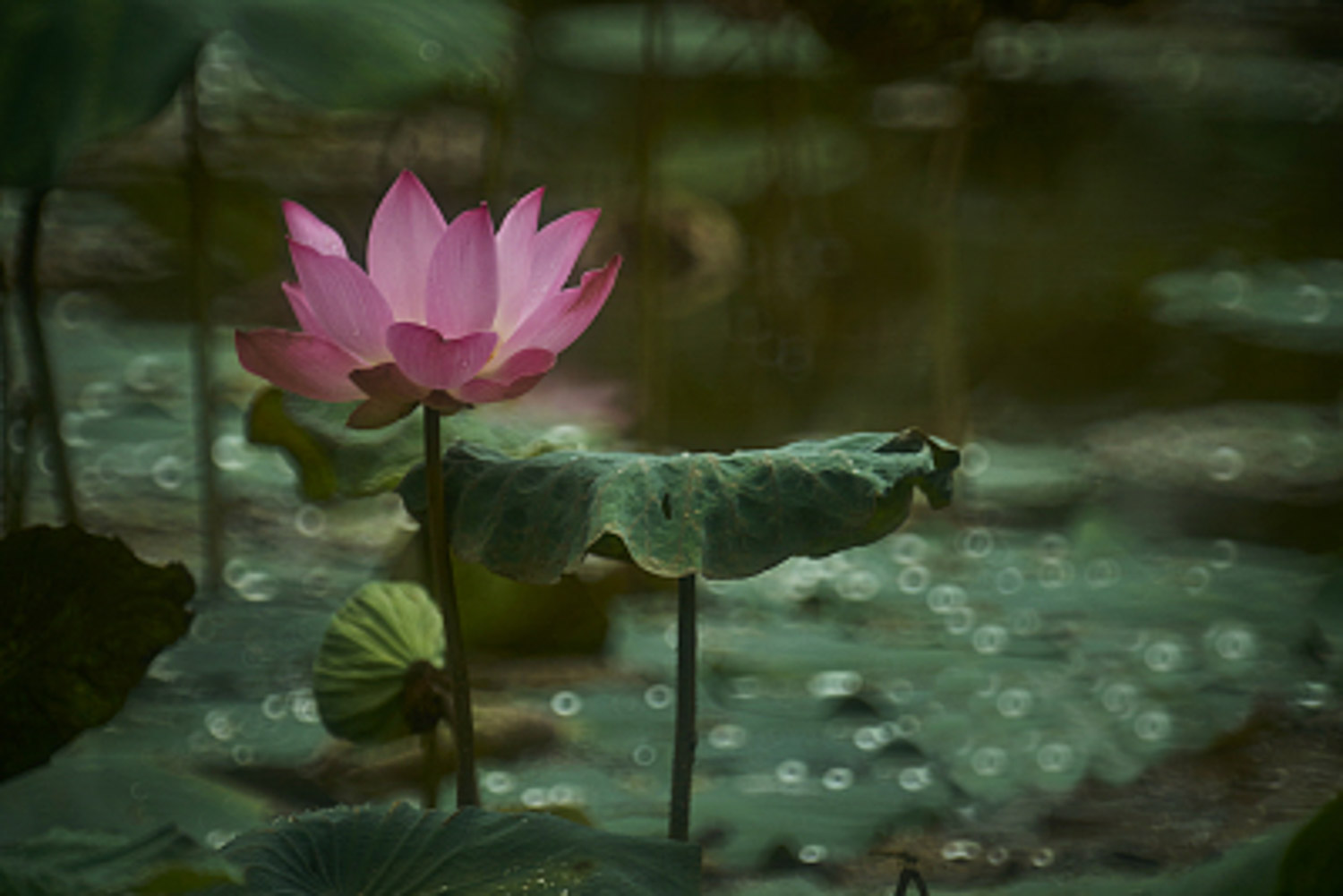 荷花 莲花为何烂叶,烂叶如何办